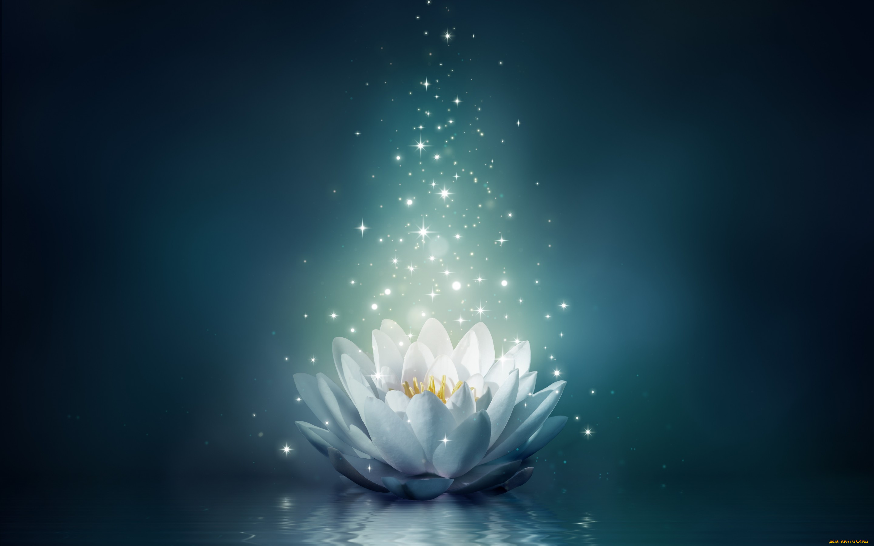 ,  , , , , bloom, flower, water, lily, , sparkle